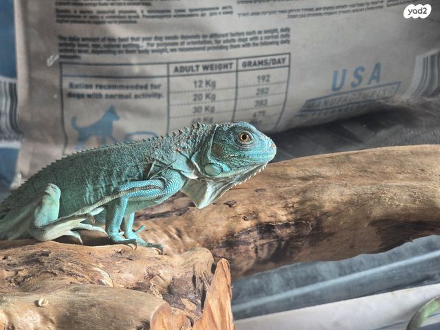 תמונת מודעה - חיות מחמד