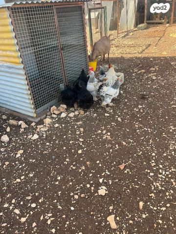 תמונת מודעה - חיות מחמד