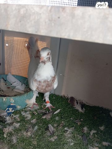 תמונת מודעה - חיות מחמד