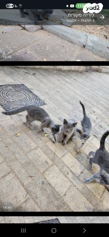 תמונת מודעה - חיות מחמד