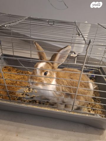 תמונת מודעה - חיות מחמד