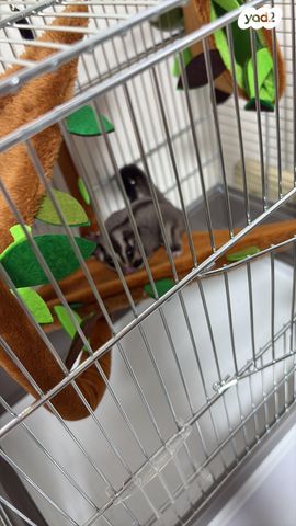 תמונת מודעה - חיות מחמד