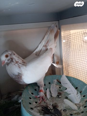 תמונת מודעה - חיות מחמד