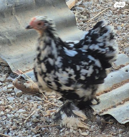 חיית משק פקין