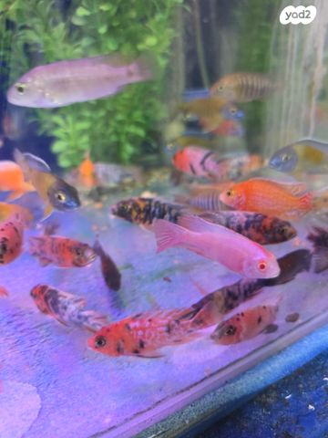 דג ציקלידים