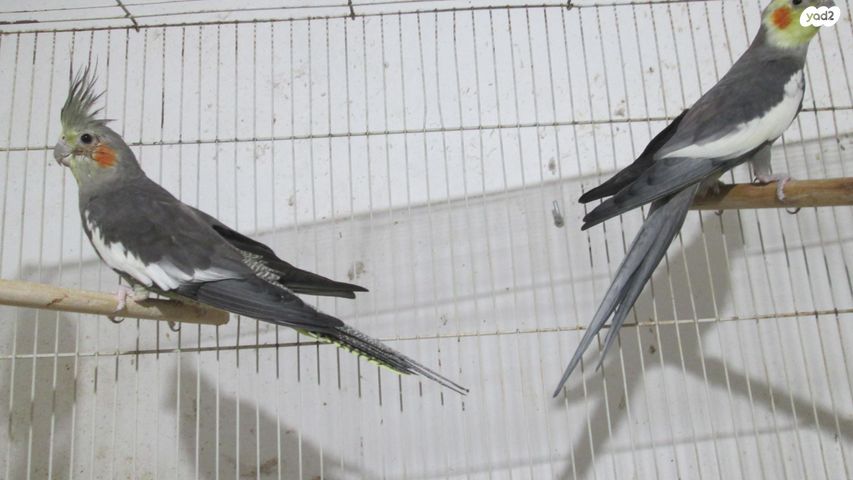 תוכי קוקוטייל