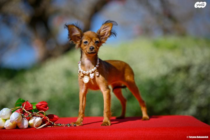 כלב טוי רוסי