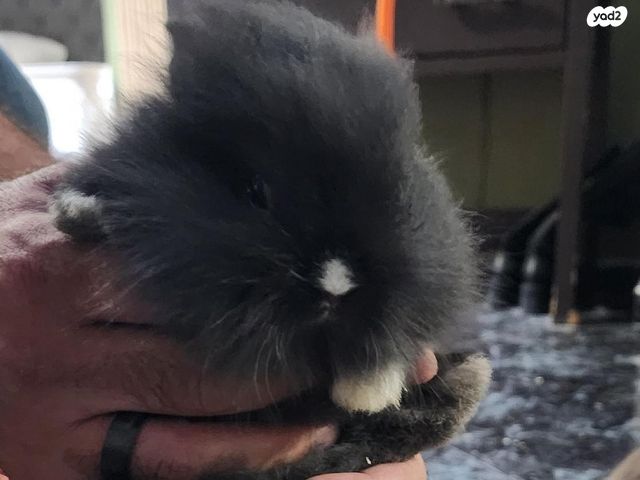 מכרסם ארנב ננסי