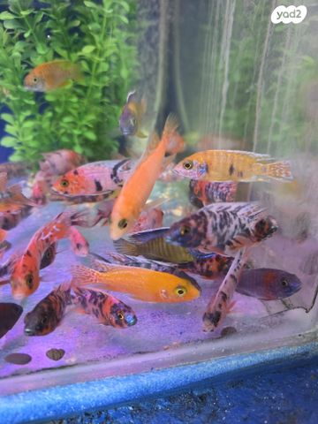 דג ציקלידים