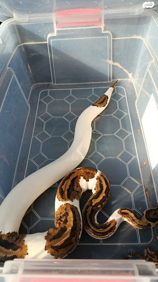 זוחל פיתון מתכדר