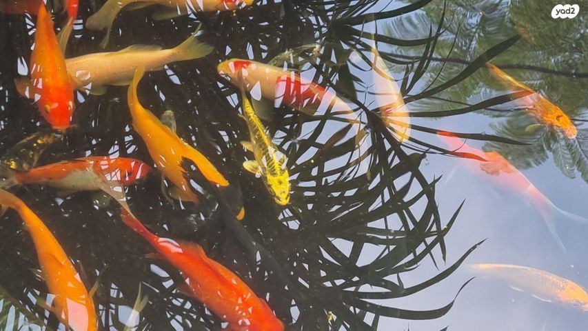 דג דגי מים קרים