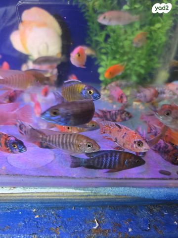 דג ציקלידים