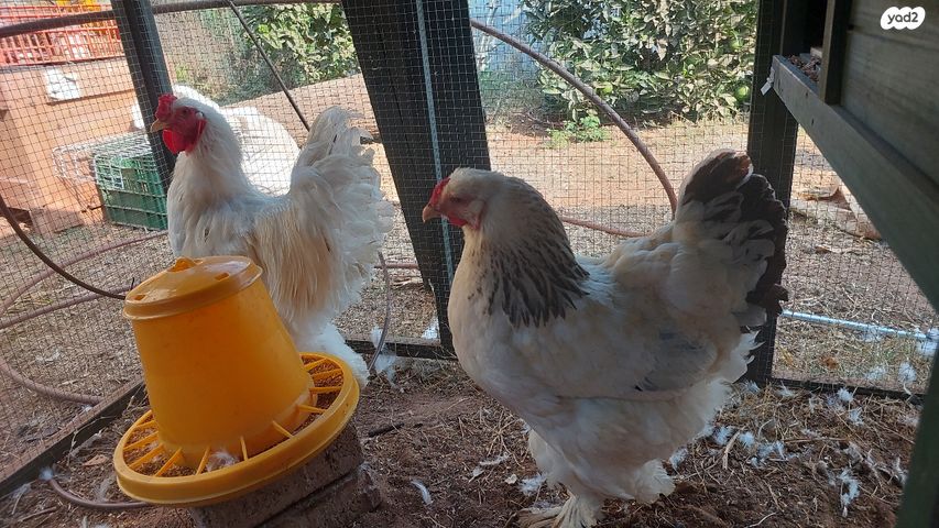 חיית משק ברהמה