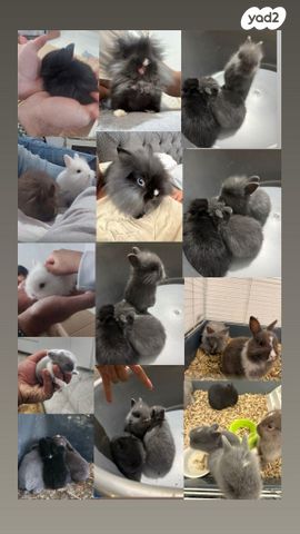 מכרסם ארנב ננסי