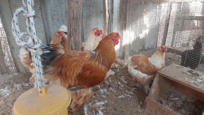 חיית משק ברהמה