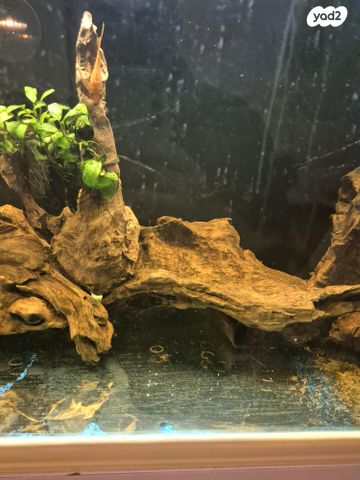 אביזרים | דקורציה לאקווריום