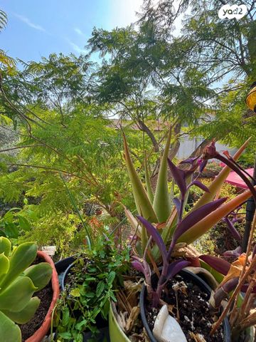 דירה, ד"ר חיים ברודי, רמת אביב, תל אביב יפו