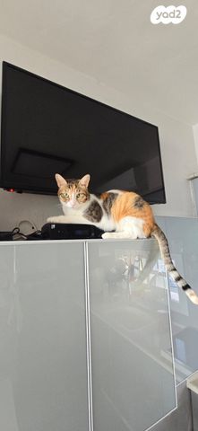 גג/ פנטהאוז, קרית שרת מערב, חולון