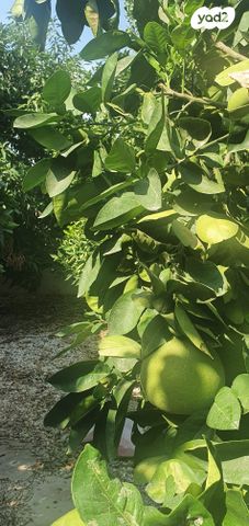 מגרשים, אליעזר, כפר סבא