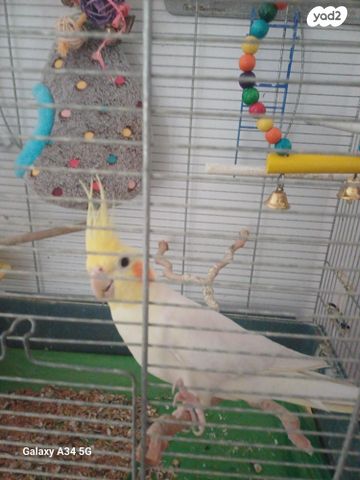 תמונת מודעה - חיות מחמד