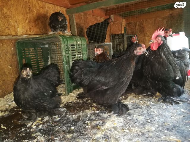 תמונת מודעה - חיות מחמד