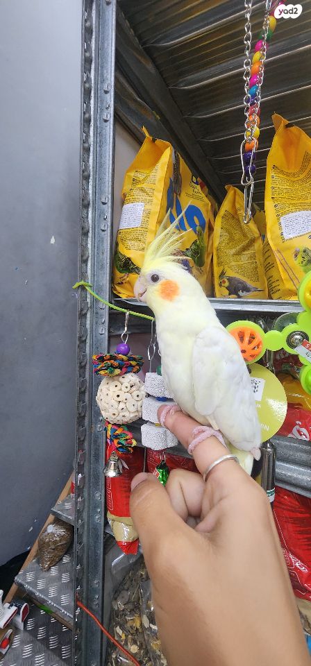 תמונת מודעה - חיות מחמד