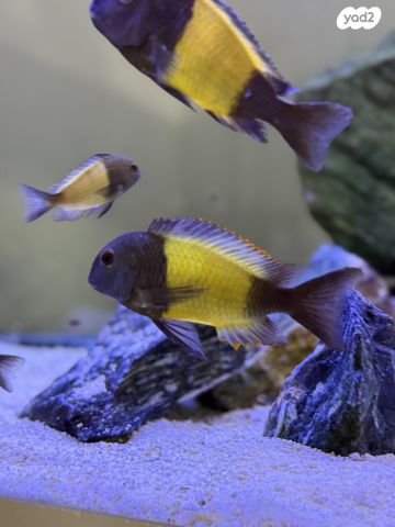 תמונת מודעה - חיות מחמד