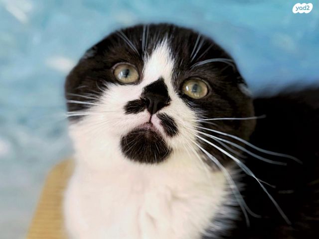 תמונת מודעה - חיות מחמד