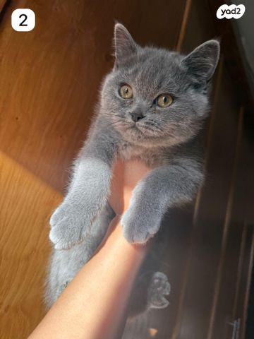 תמונת מודעה - חיות מחמד