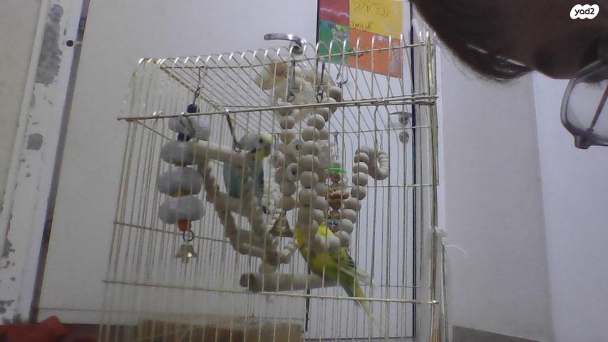 תמונת מודעה - חיות מחמד