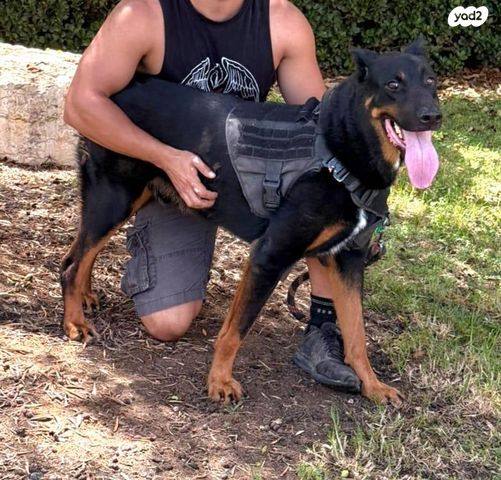 תמונת מודעה - חיות מחמד