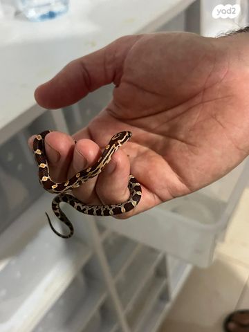 תמונת מודעה - חיות מחמד