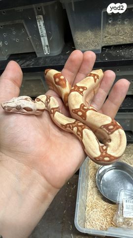 תמונת מודעה - חיות מחמד