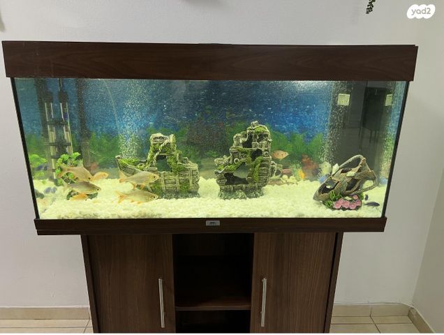 תמונת מודעה - חיות מחמד