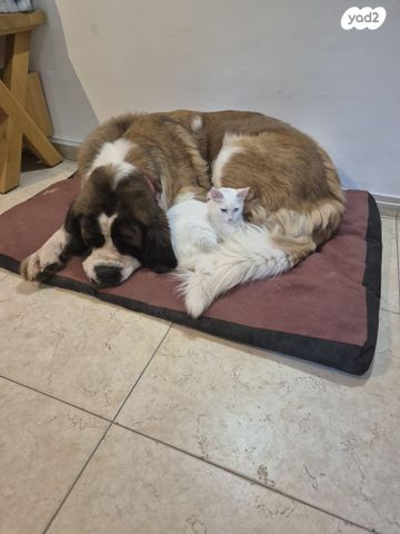 תמונת מודעה - חיות מחמד