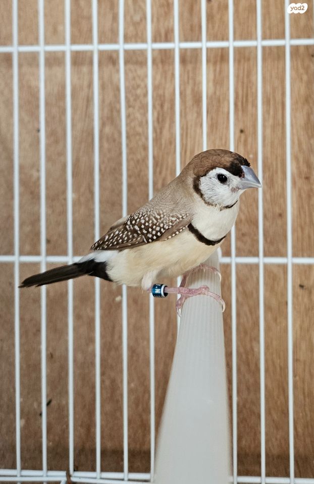 תמונת מודעה - חיות מחמד