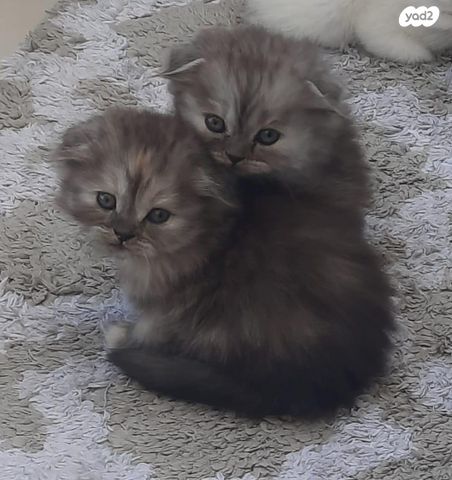 תמונת מודעה - חיות מחמד