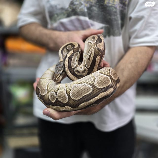 תמונת מודעה - חיות מחמד