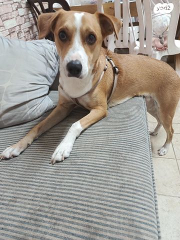 תמונת מודעה - חיות מחמד