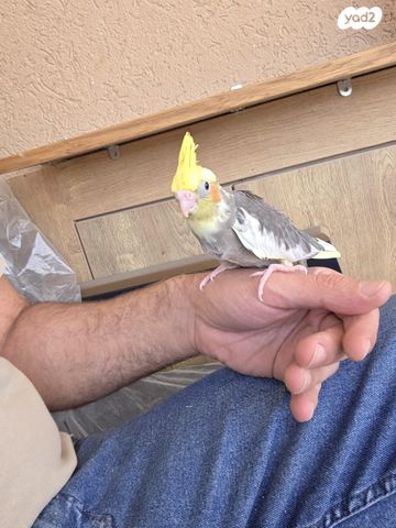 תמונת מודעה - חיות מחמד