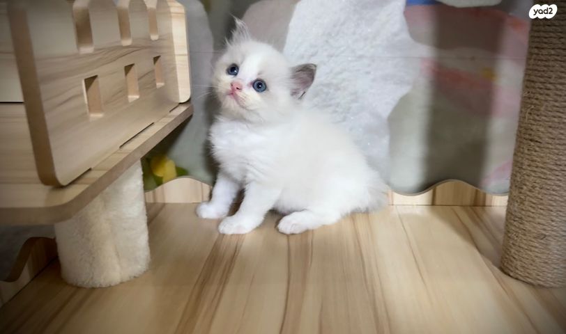 תמונת מודעה - חיות מחמד