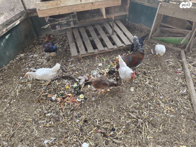 תמונת מודעה - חיות מחמד