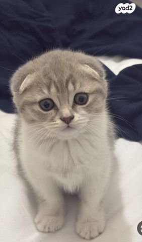 תמונת מודעה - חיות מחמד