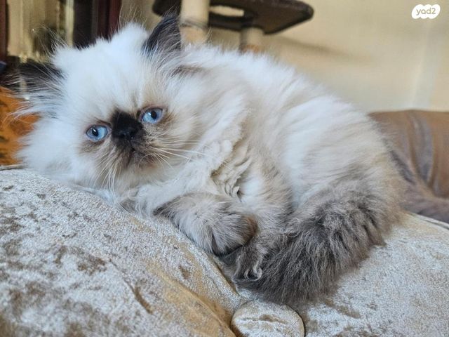 תמונת מודעה - חיות מחמד