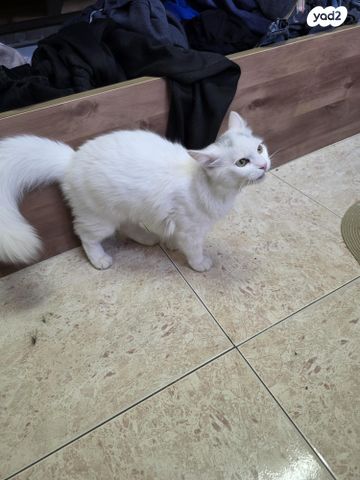 תמונת מודעה - חיות מחמד