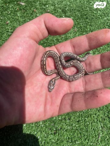 תמונת מודעה - חיות מחמד