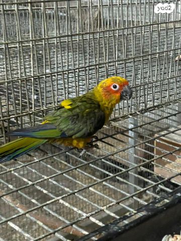 תמונת מודעה - חיות מחמד