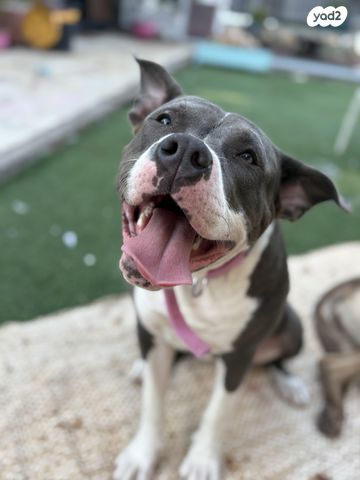 תמונת מודעה - חיות מחמד