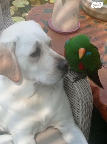 תמונת מודעה - חיות מחמד