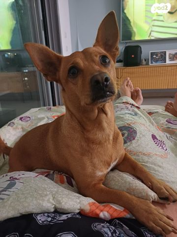 תמונת מודעה - חיות מחמד